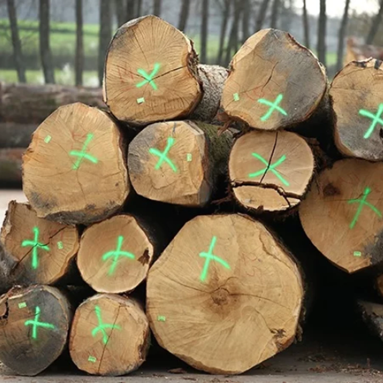 Bois en grumes – Chêne