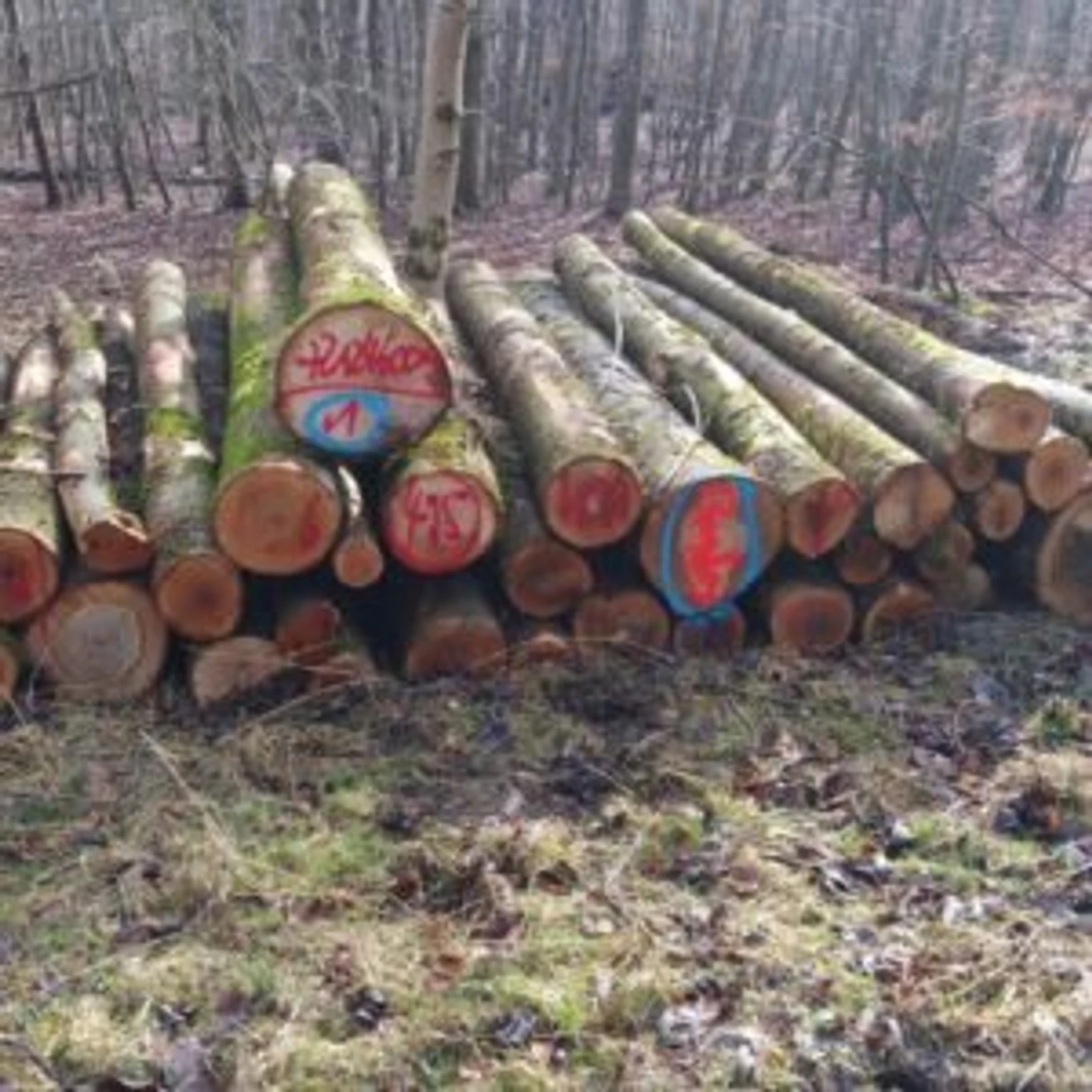Bois en grumes – Frêne