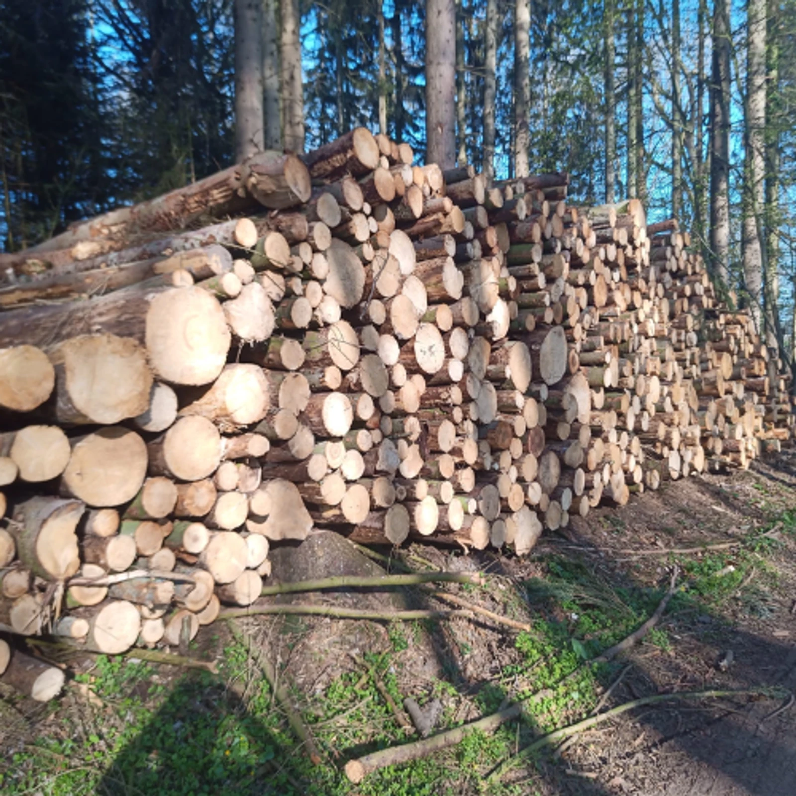 Bois en grumes – Résineux