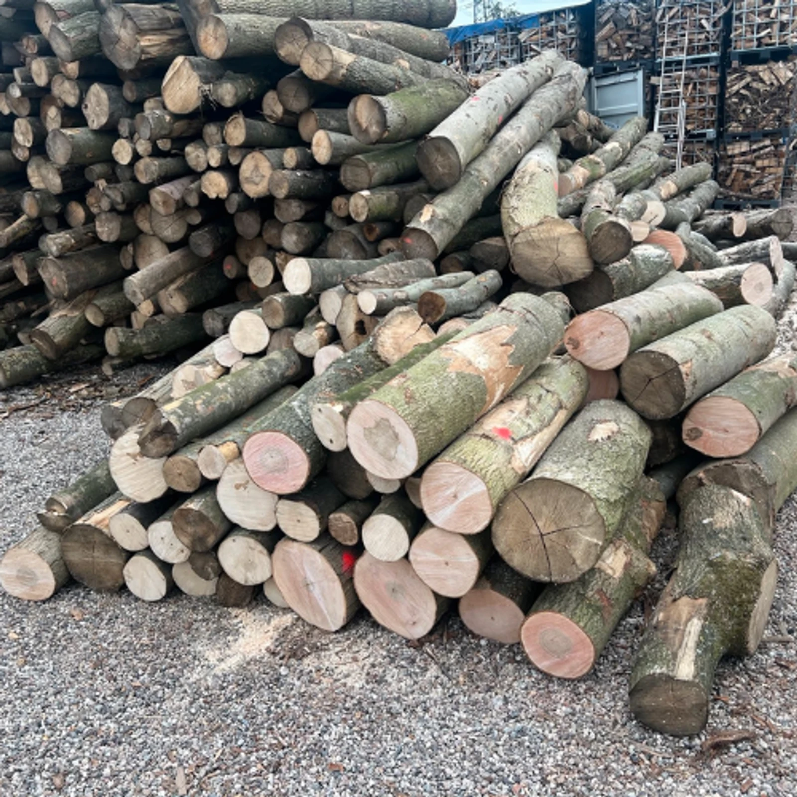 Bois sur pied – Mélange de bois durs