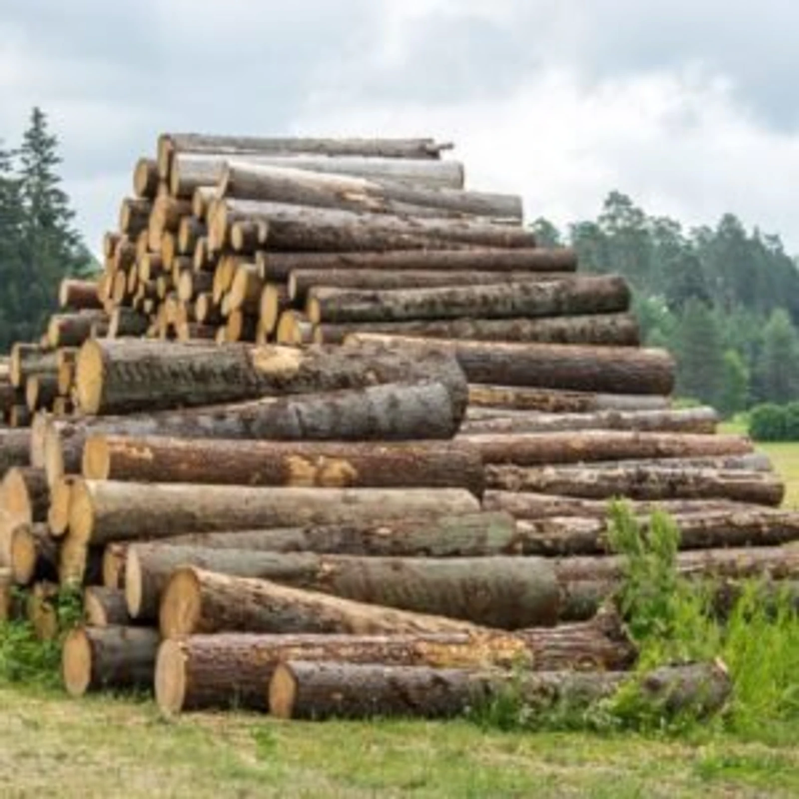 Bois en grumes – Épicéa